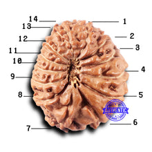 Load image into Gallery viewer, 14 mukhi Indonesian Rudraksha -  Bead No. 325
