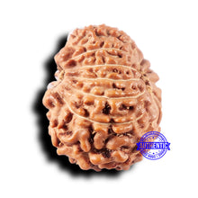 Load image into Gallery viewer, 14 mukhi Indonesian Rudraksha -  Bead No. 325
