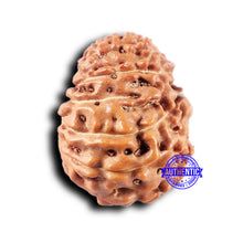 Load image into Gallery viewer, 14 mukhi Indonesian Rudraksha -  Bead No. 325
