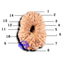 Load image into Gallery viewer, 14 mukhi Indonesian Rudraksha -  Bead No. 327
