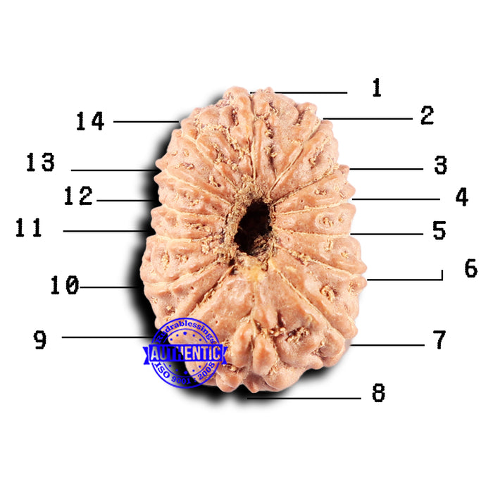 14 mukhi Indonesian Rudraksha -  Bead No. 327