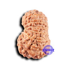 Load image into Gallery viewer, 14 mukhi Indonesian Rudraksha -  Bead No. 327
