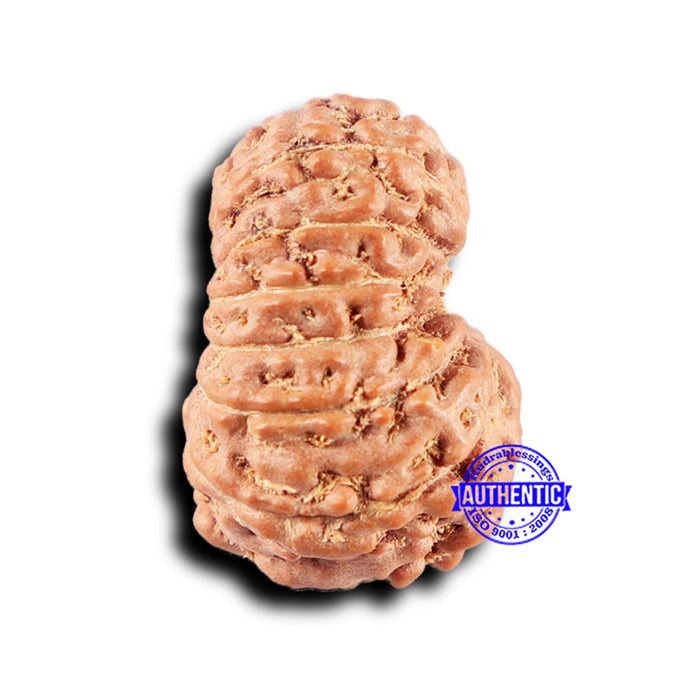 14 mukhi Indonesian Rudraksha -  Bead No. 327