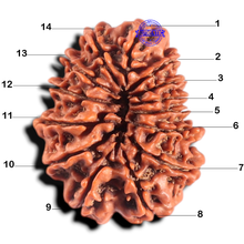Load image into Gallery viewer, 14 Mukhi Nepalese Rudraksha - Bead No. 219
