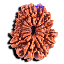 Load image into Gallery viewer, 14 Mukhi Nepalese Rudraksha - Bead No. 219
