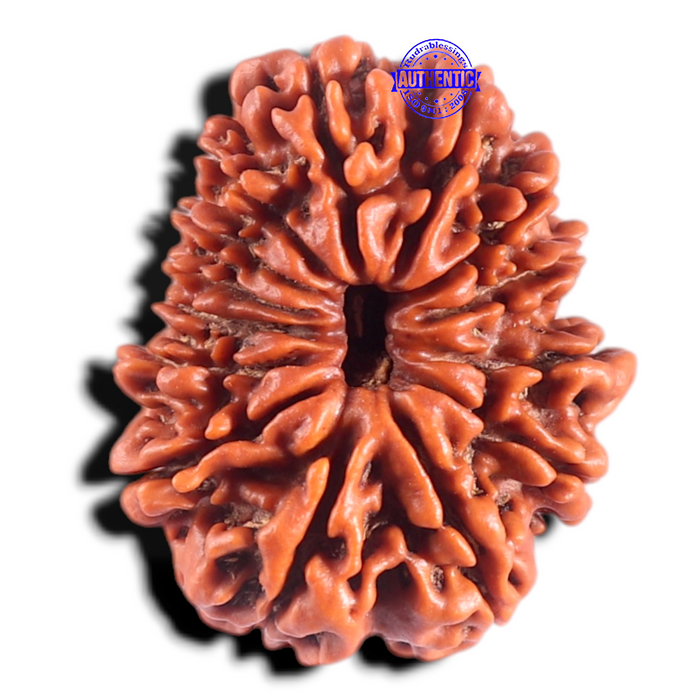 14 Mukhi Nepalese Rudraksha - Bead No. 219