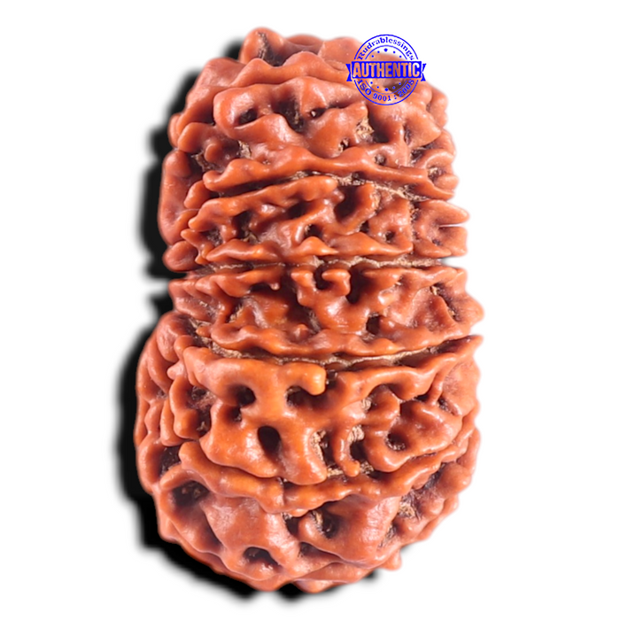14 Mukhi Nepalese Rudraksha - Bead No. 219