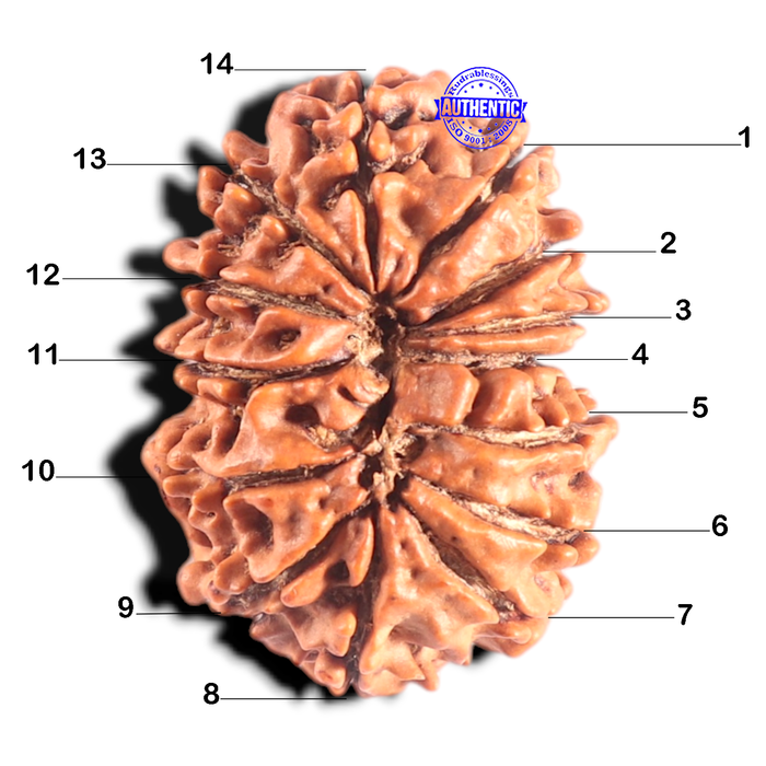 14 Mukhi Nepalese Rudraksha - Bead No. 246