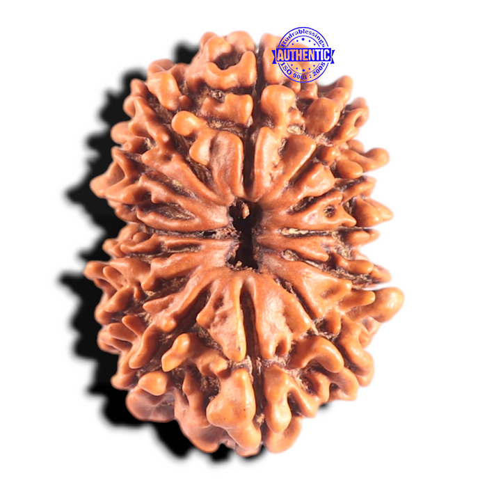 14 Mukhi Nepalese Rudraksha - Bead No. 246