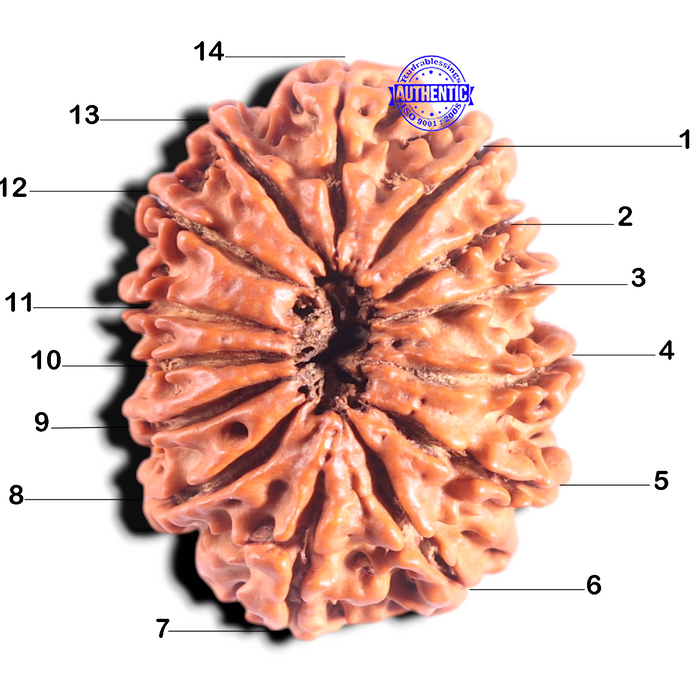 14 Mukhi Nepalese Rudraksha - Bead No. 276