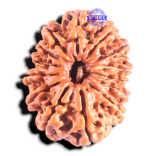 Load image into Gallery viewer, 14 Mukhi Nepalese Rudraksha - Bead No. 276
