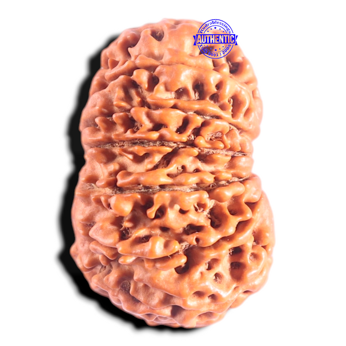 14 Mukhi Nepalese Rudraksha - Bead No. 276