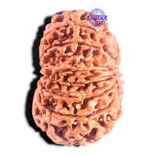 Load image into Gallery viewer, 14 Mukhi Nepalese Rudraksha - Bead No. 276
