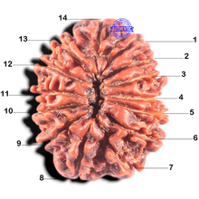 Load image into Gallery viewer, 14 Mukhi Nepalese Rudraksha - Bead No. 282
