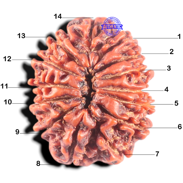 14 Mukhi Nepalese Rudraksha - Bead No. 282
