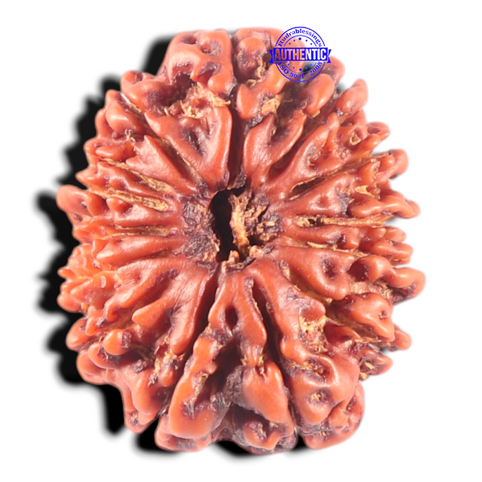 14 Mukhi Nepalese Rudraksha - Bead No. 282