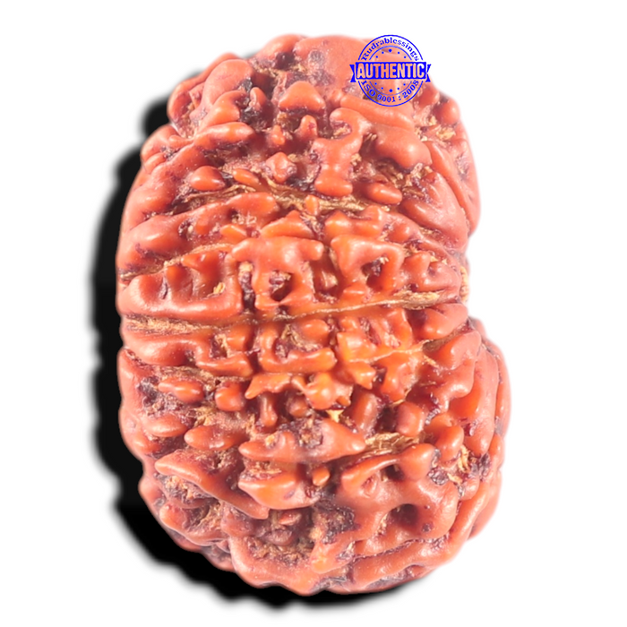 14 Mukhi Nepalese Rudraksha - Bead No. 282