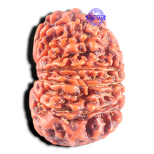 Load image into Gallery viewer, 14 Mukhi Nepalese Rudraksha - Bead No. 282
