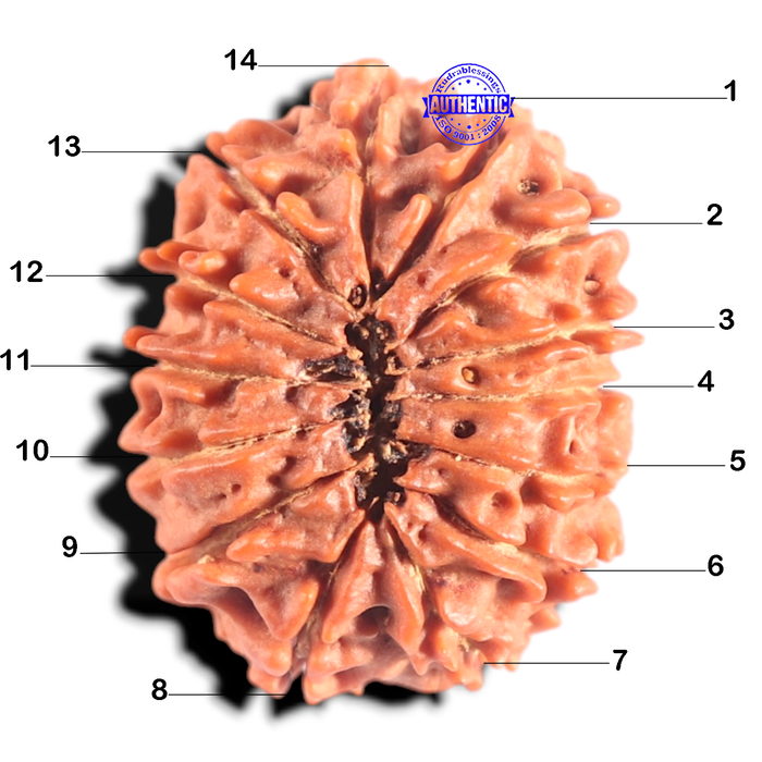 14 Mukhi Nepalese Rudraksha - Bead No. 291