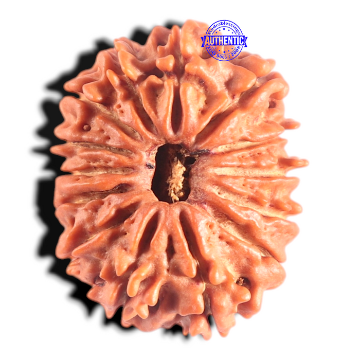 14 Mukhi Nepalese Rudraksha - Bead No. 291