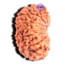 Load image into Gallery viewer, 14 Mukhi Nepalese Rudraksha - Bead No. 291

