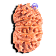 Load image into Gallery viewer, 14 Mukhi Nepalese Rudraksha - Bead No. 291
