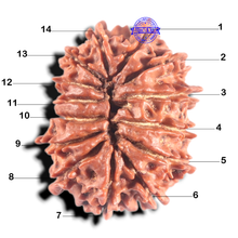 Load image into Gallery viewer, 14 Mukhi Nepalese Rudraksha - Bead No. 302
