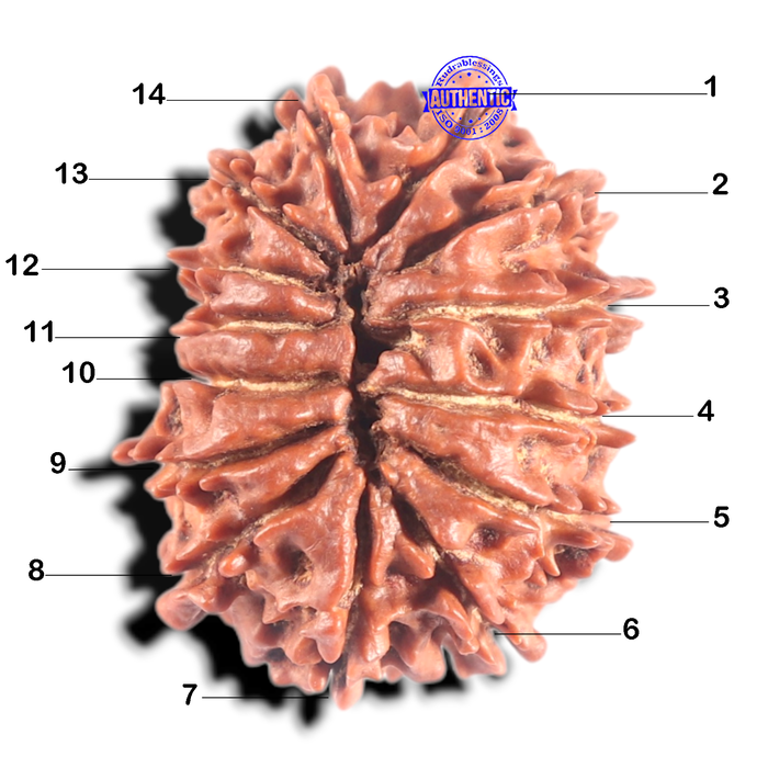 14 Mukhi Nepalese Rudraksha - Bead No. 302