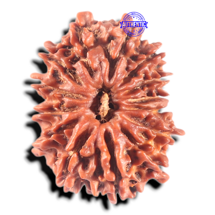 14 Mukhi Nepalese Rudraksha - Bead No. 302