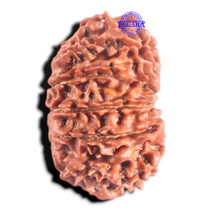 14 Mukhi Nepalese Rudraksha - Bead No. 302