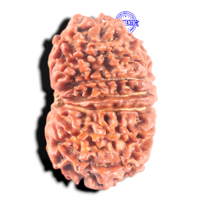 14 Mukhi Nepalese Rudraksha - Bead No. 302