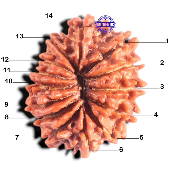14 Mukhi Nepalese Rudraksha - Bead No. 304