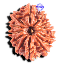 Load image into Gallery viewer, 14 Mukhi Nepalese Rudraksha - Bead No. 304
