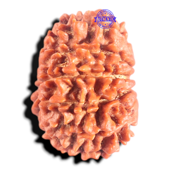 14 Mukhi Nepalese Rudraksha - Bead No. 304