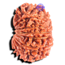 Load image into Gallery viewer, 14 Mukhi Nepalese Rudraksha - Bead No. 304
