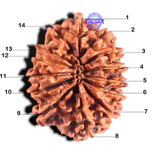 Load image into Gallery viewer, 14 Mukhi Nepalese Rudraksha - Bead No. 308
