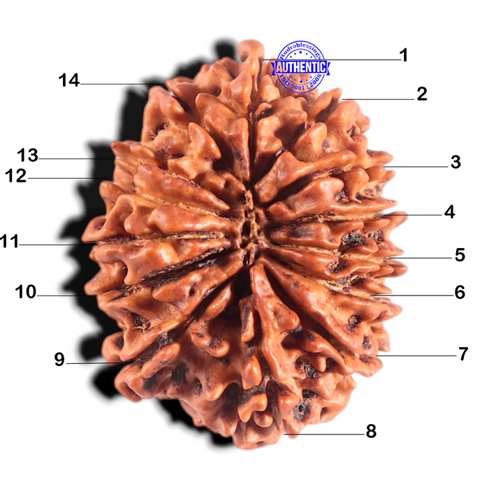 14 Mukhi Nepalese Rudraksha - Bead No. 308