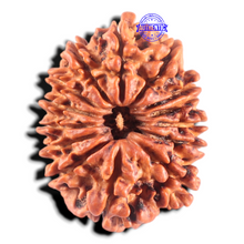 Load image into Gallery viewer, 14 Mukhi Nepalese Rudraksha - Bead No. 308
