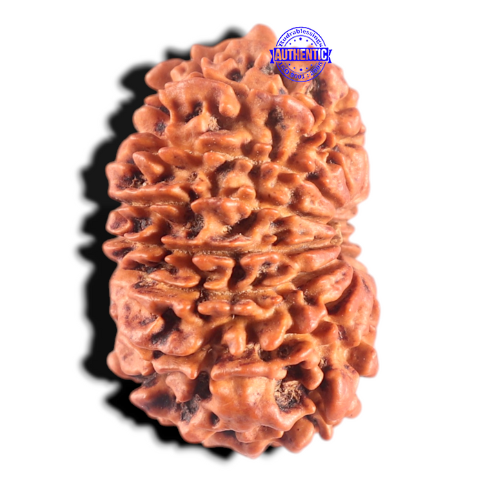 14 Mukhi Nepalese Rudraksha - Bead No. 308