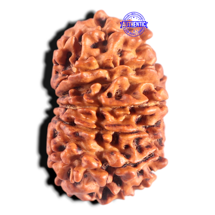14 Mukhi Nepalese Rudraksha - Bead No. 308