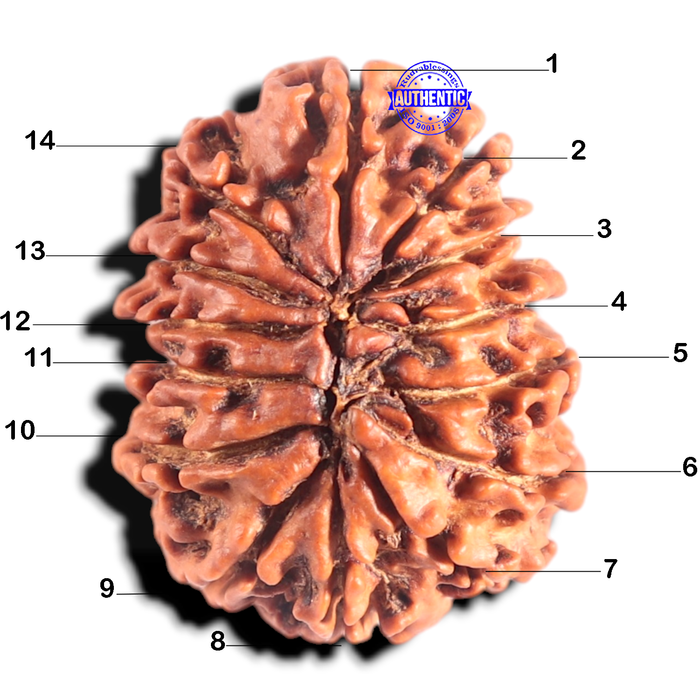 14 Mukhi Nepalese Rudraksha - Bead No. 310
