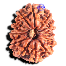 Load image into Gallery viewer, 14 Mukhi Nepalese Rudraksha - Bead No. 310

