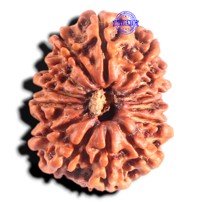 14 Mukhi Nepalese Rudraksha - Bead No. 310