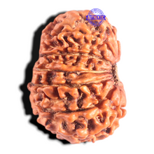 Load image into Gallery viewer, 14 Mukhi Nepalese Rudraksha - Bead No. 310
