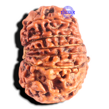Load image into Gallery viewer, 14 Mukhi Nepalese Rudraksha - Bead No. 310
