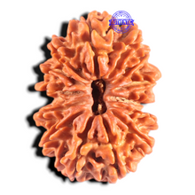 Load image into Gallery viewer, 14 Mukhi Nepalese Rudraksha - Bead No. 312
