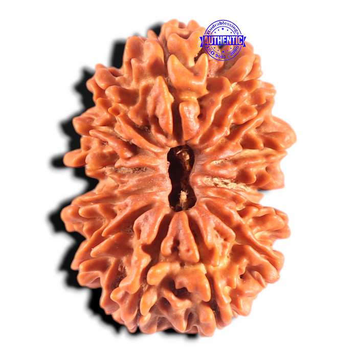 14 Mukhi Nepalese Rudraksha - Bead No. 312