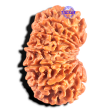 Load image into Gallery viewer, 14 Mukhi Nepalese Rudraksha - Bead No. 312
