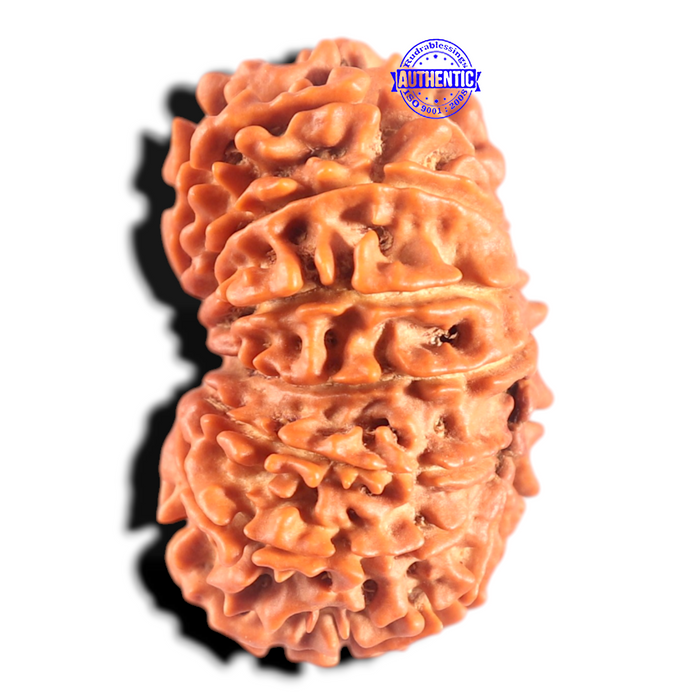 14 Mukhi Nepalese Rudraksha - Bead No. 312