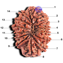 Load image into Gallery viewer, 14 Mukhi Nepalese Rudraksha - Bead No. 317
